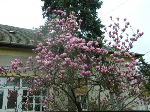   - Magnolia Vendégház Eger